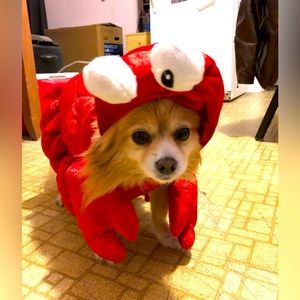 Cute lobster costume for dog 🐶